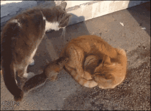 衝撃的なgif