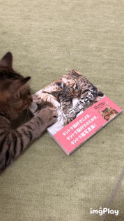 衝撃的なgif