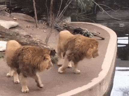 衝撃的なgif