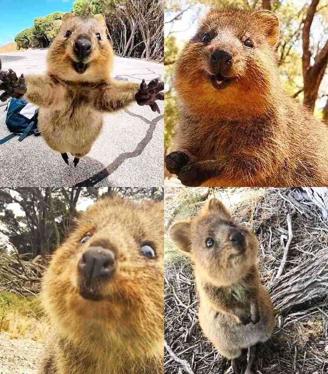 ガルちゃんをきっかけに好きになった物