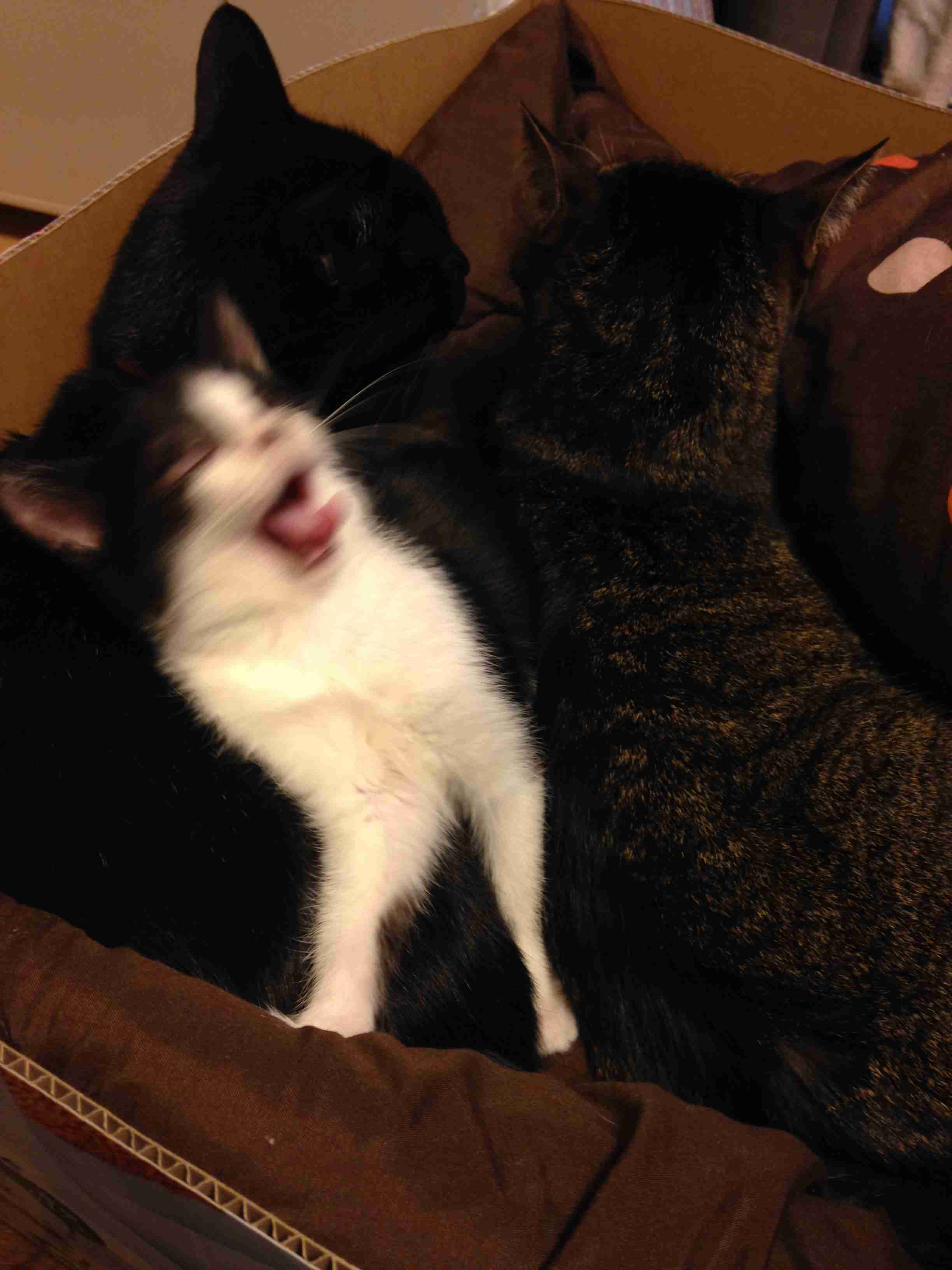 ブサイクに写っちゃった動物たち