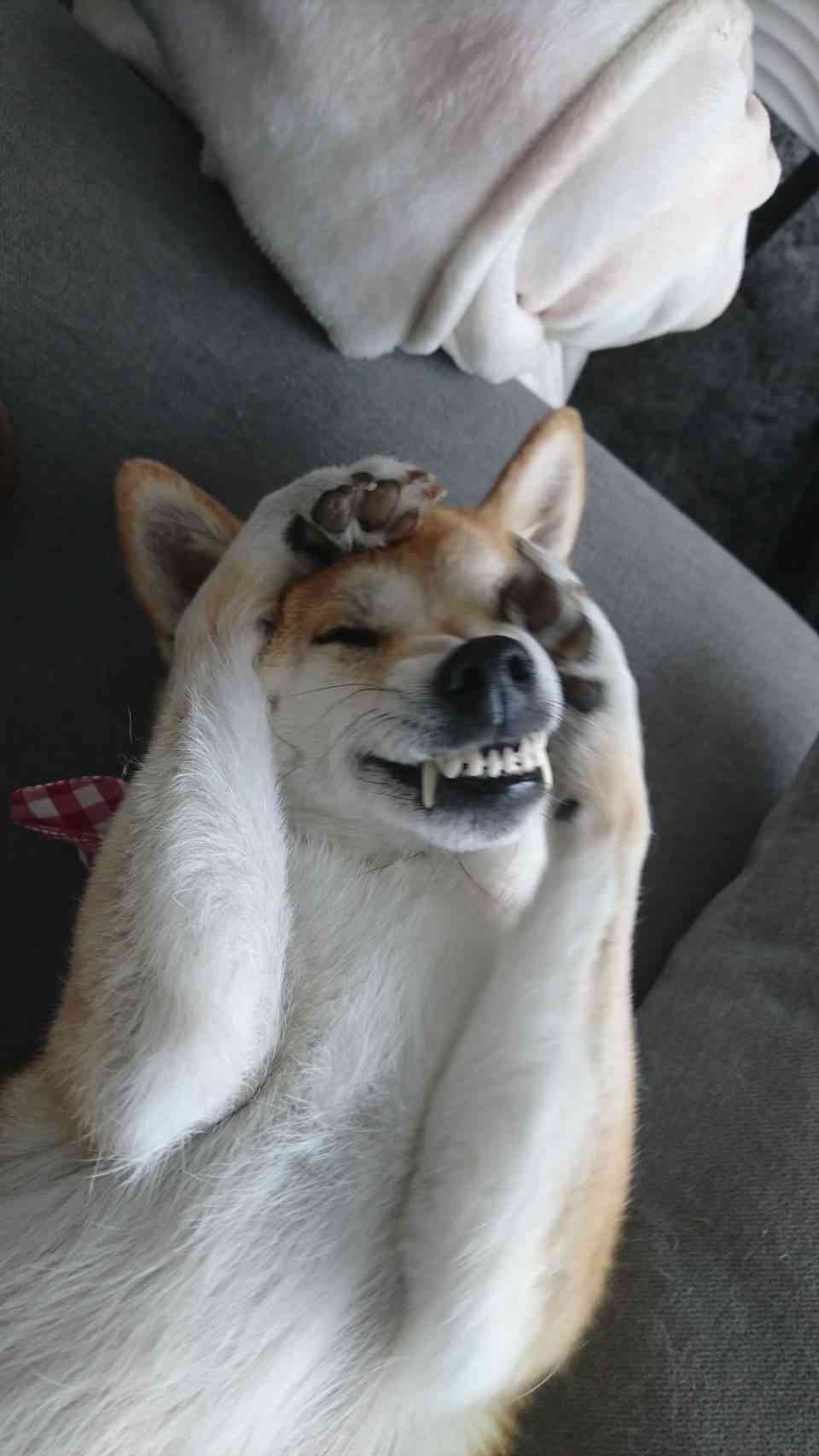 ブサイクに写っちゃった動物たち