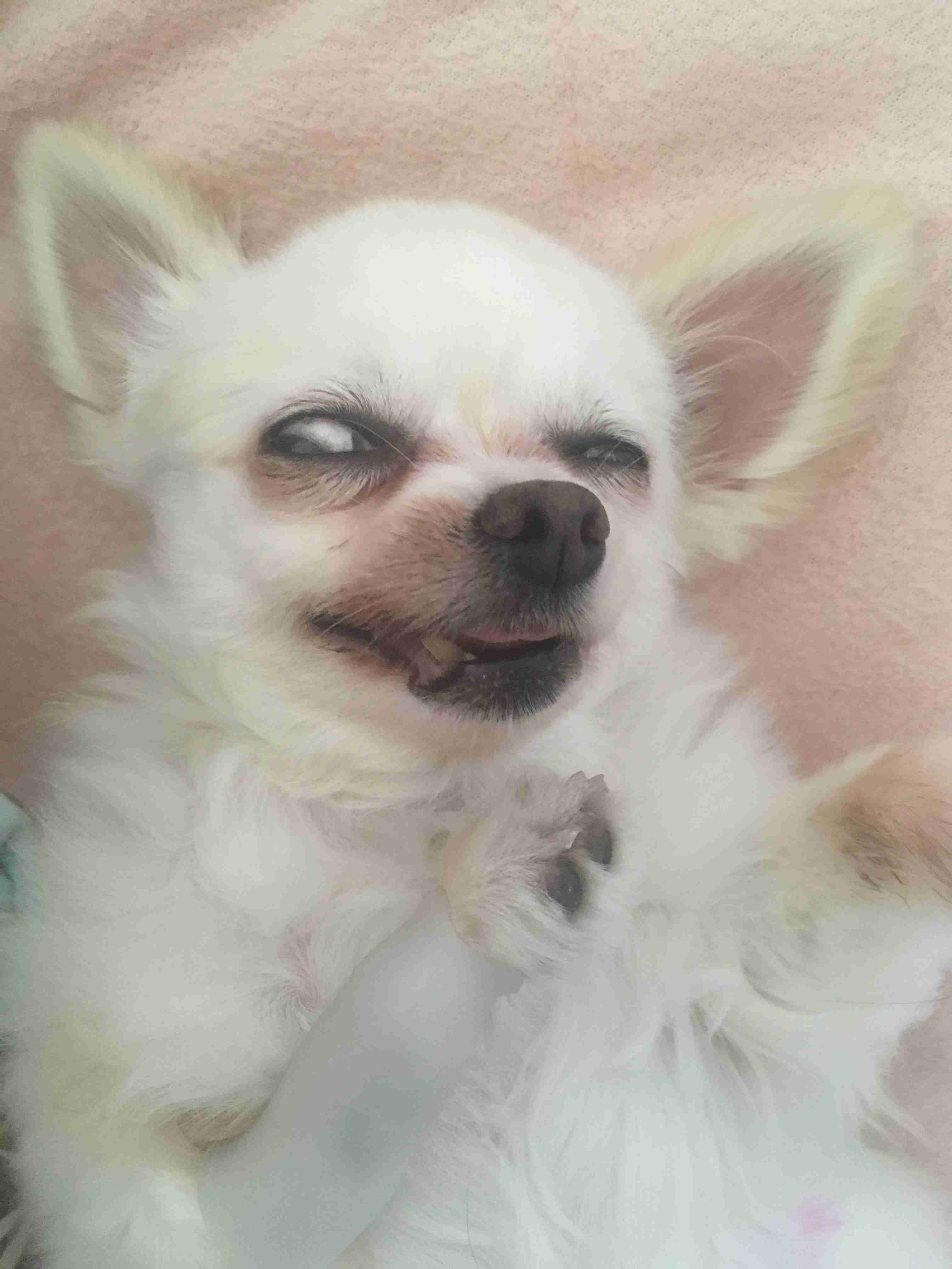 ブサイクに写っちゃった動物たち