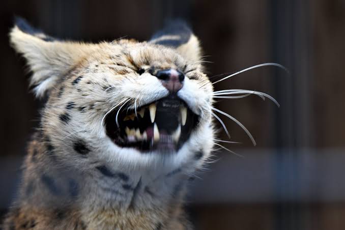 ブサイクに写っちゃった動物たち