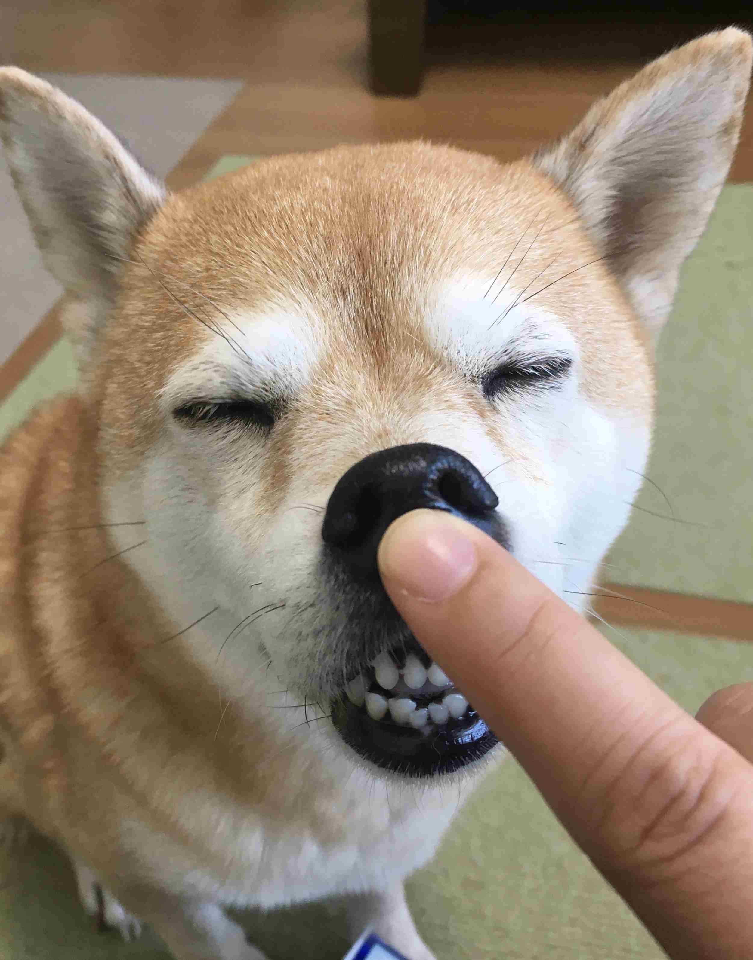ブサイクに写っちゃった動物たち