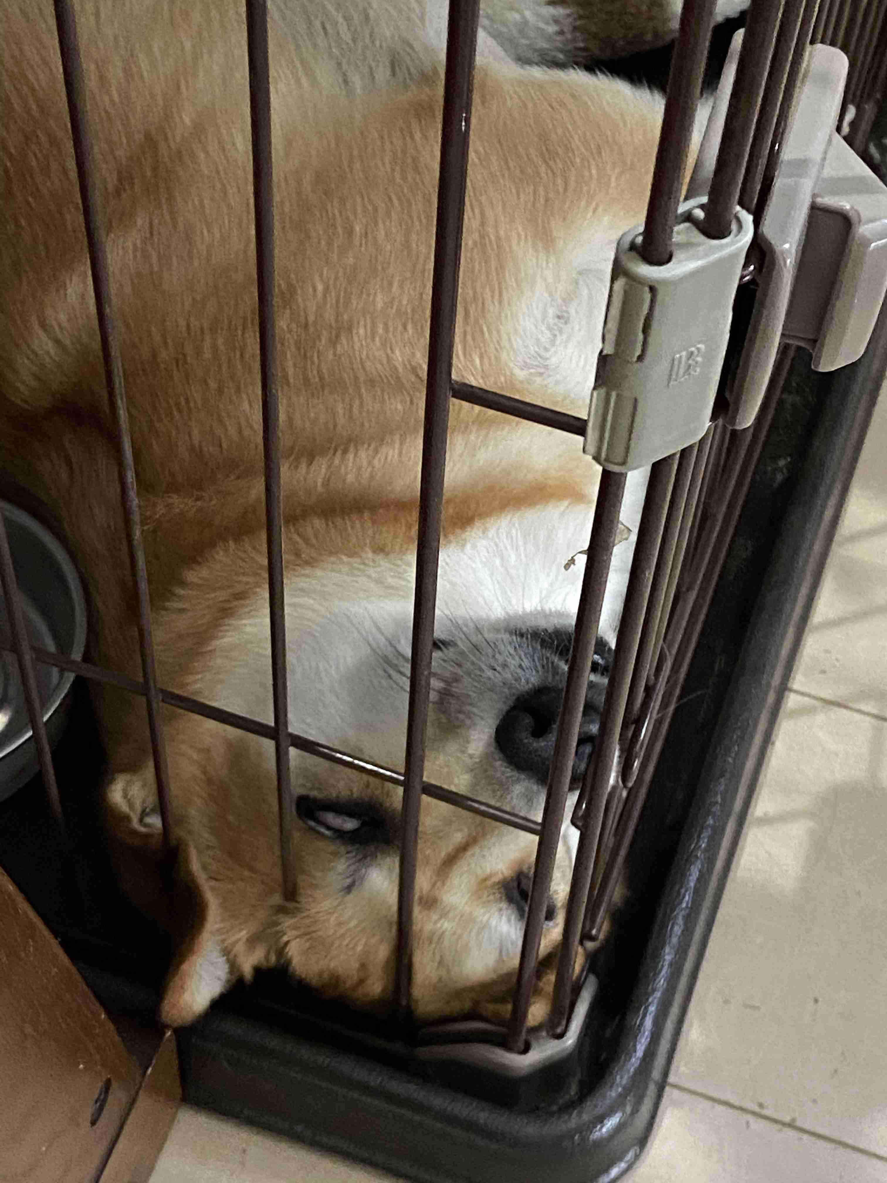 ブサイクに写っちゃった動物たち