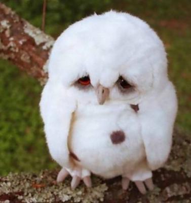 ブサイクに写っちゃった動物たち