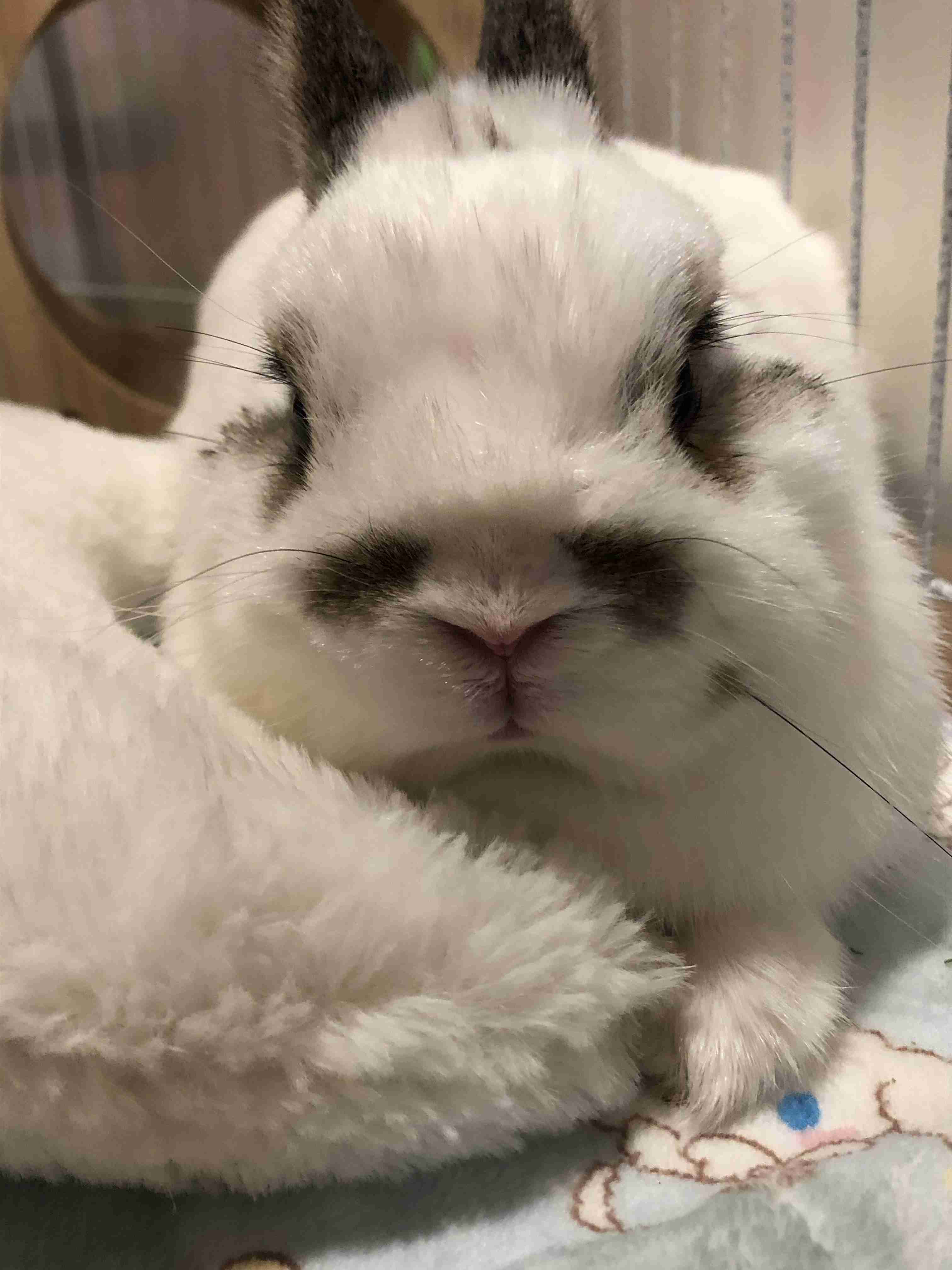 ブサイクに写っちゃった動物たち