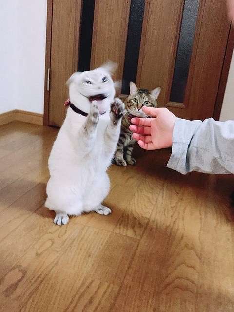 ブサイクに写っちゃった動物たち