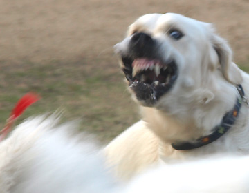 ブサイクに写っちゃった動物たち