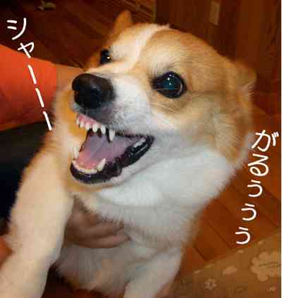 ブサイクに写っちゃった動物たち