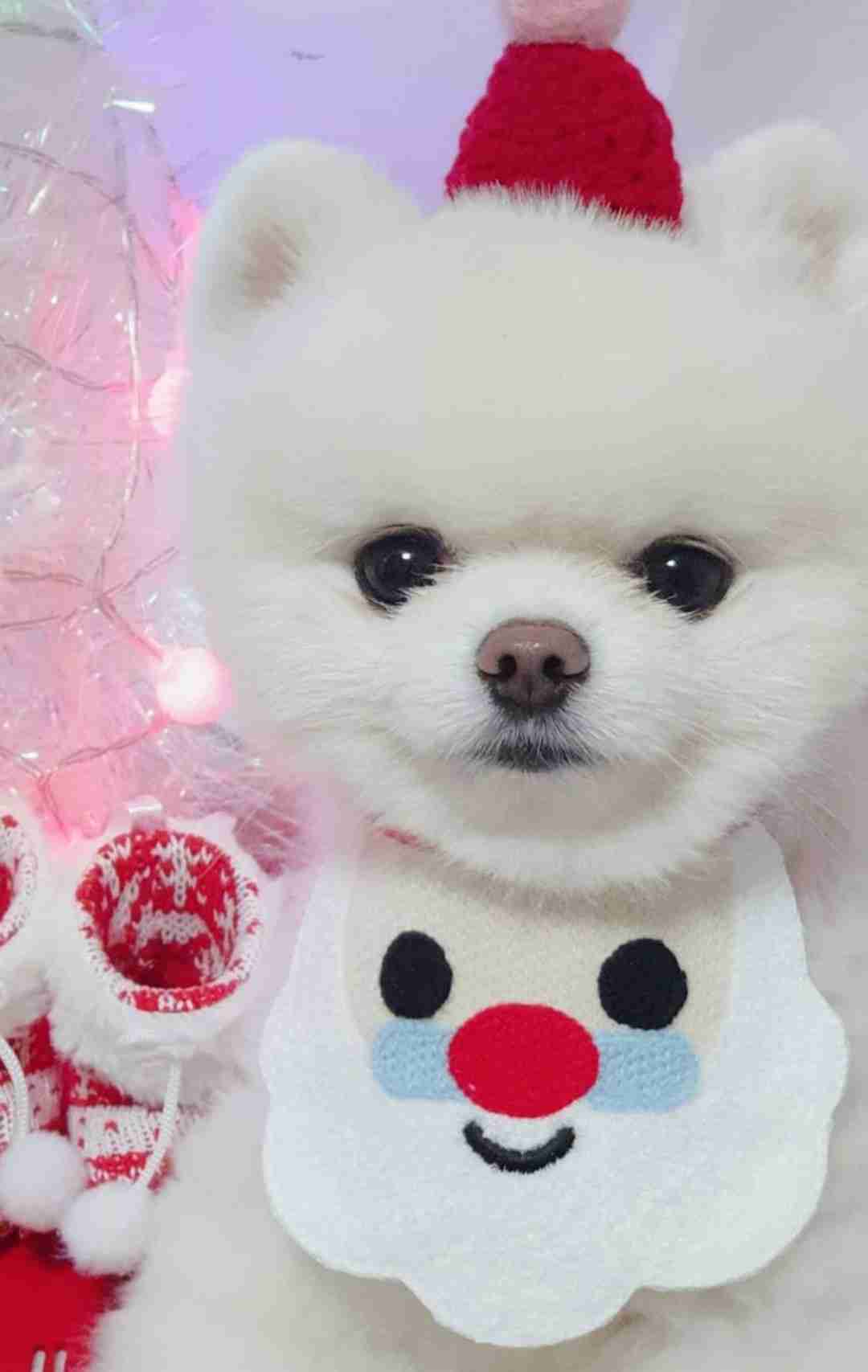 ブサイクに写っちゃった動物たち