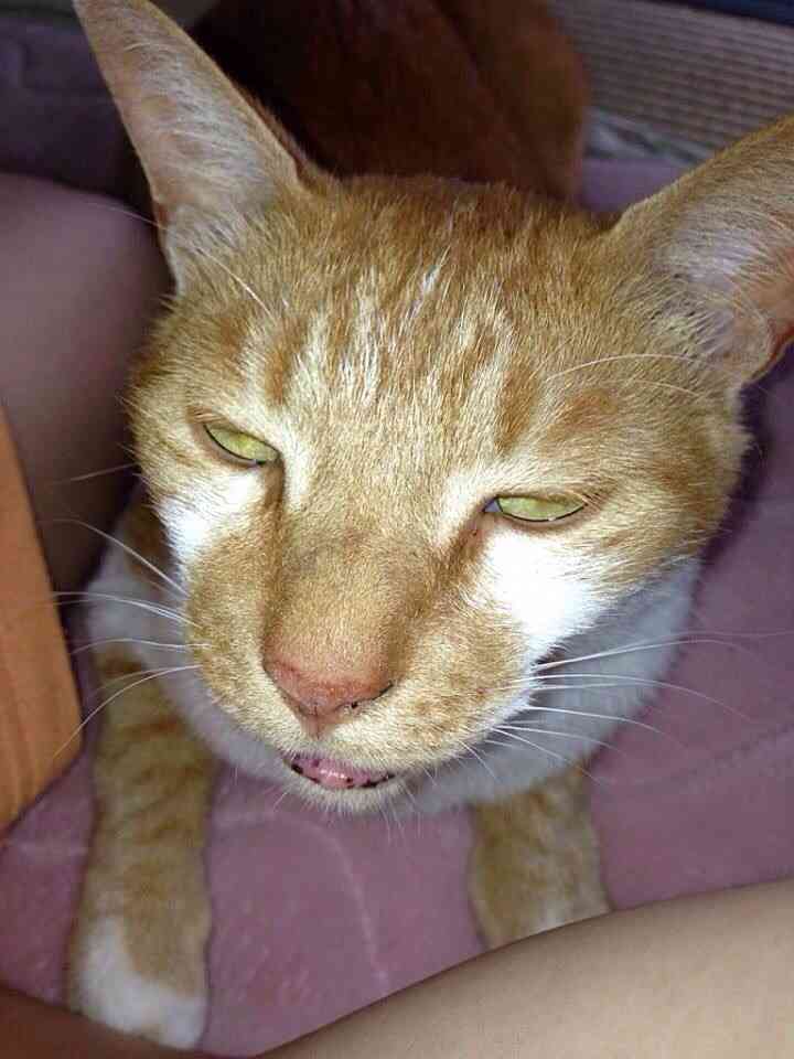 ブサイクに写っちゃった動物たち