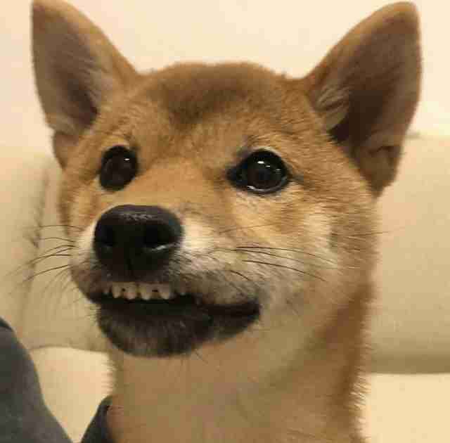 ブサイクに写っちゃった動物たち