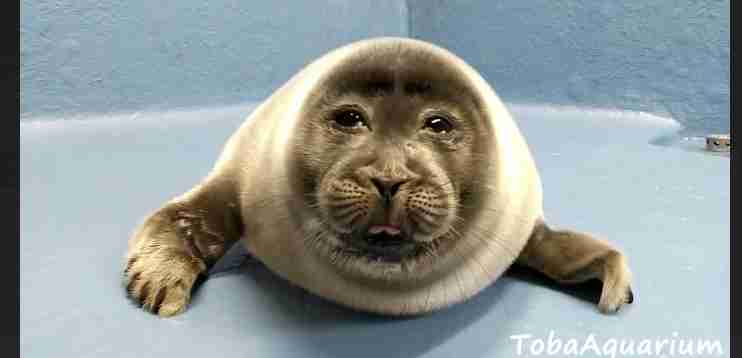 ブサイクに写っちゃった動物たち