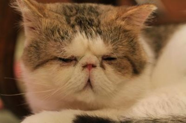 ブサイクに写っちゃった動物たち