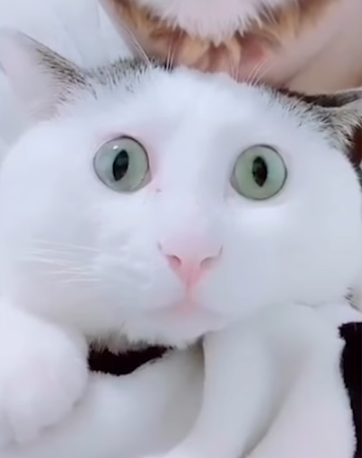 ブサイクに写っちゃった動物たち