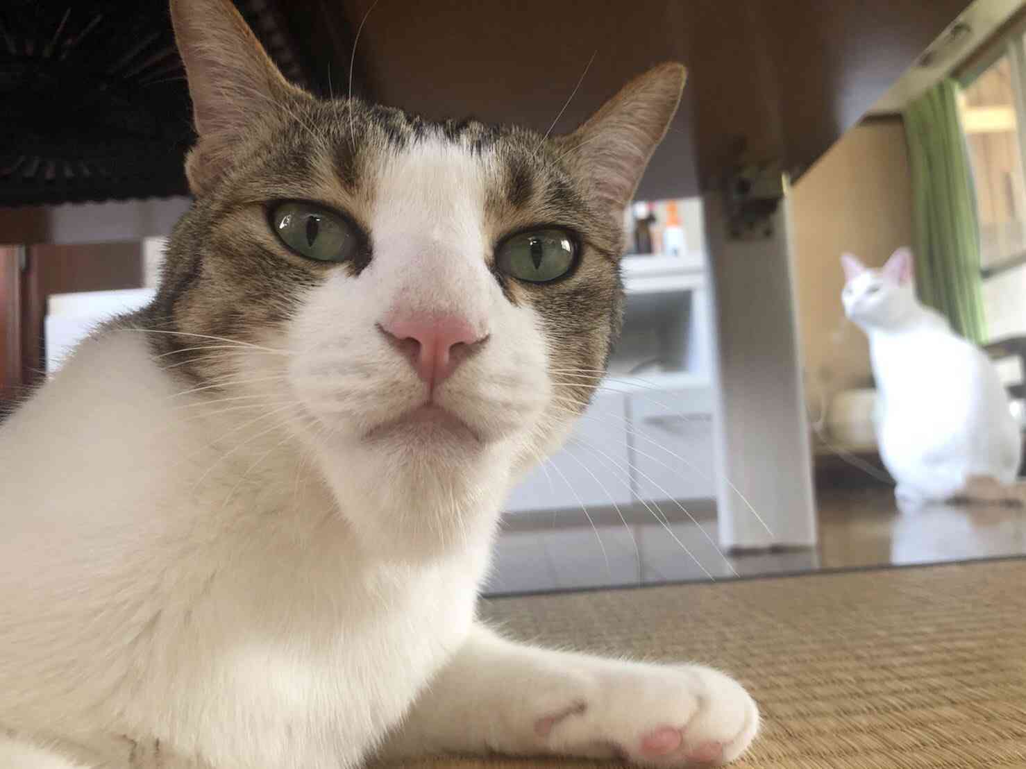 ブサイクに写っちゃった動物たち