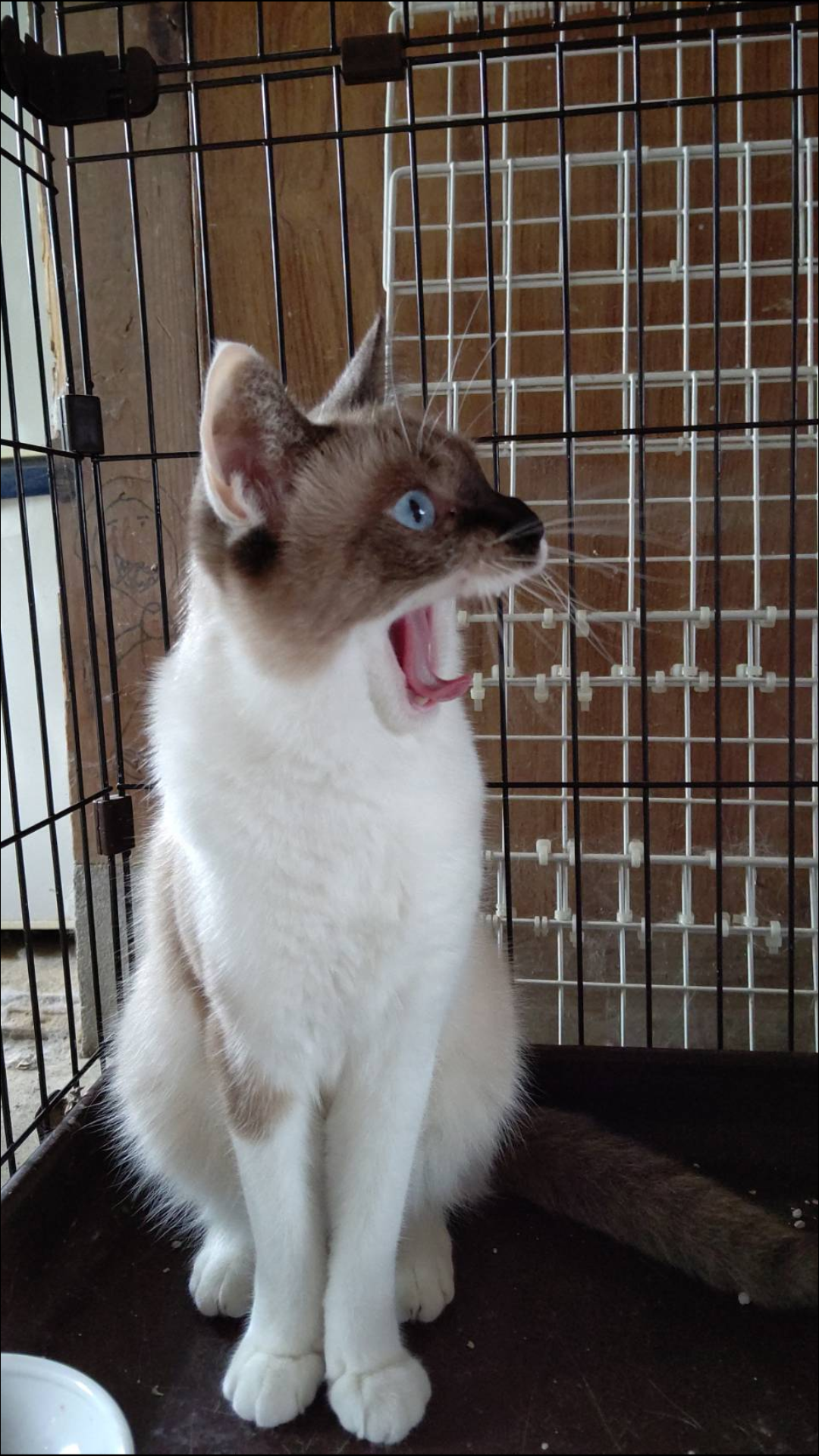 ブサイクに写っちゃった動物たち