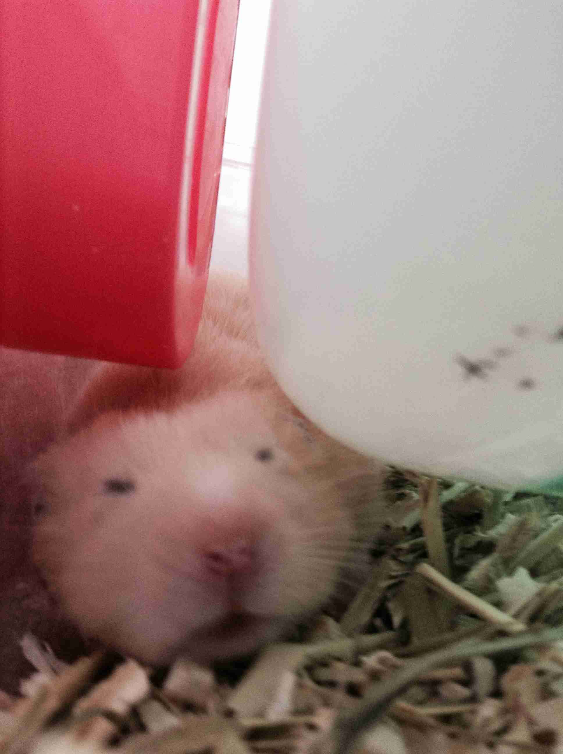 ブサイクに写っちゃった動物たち