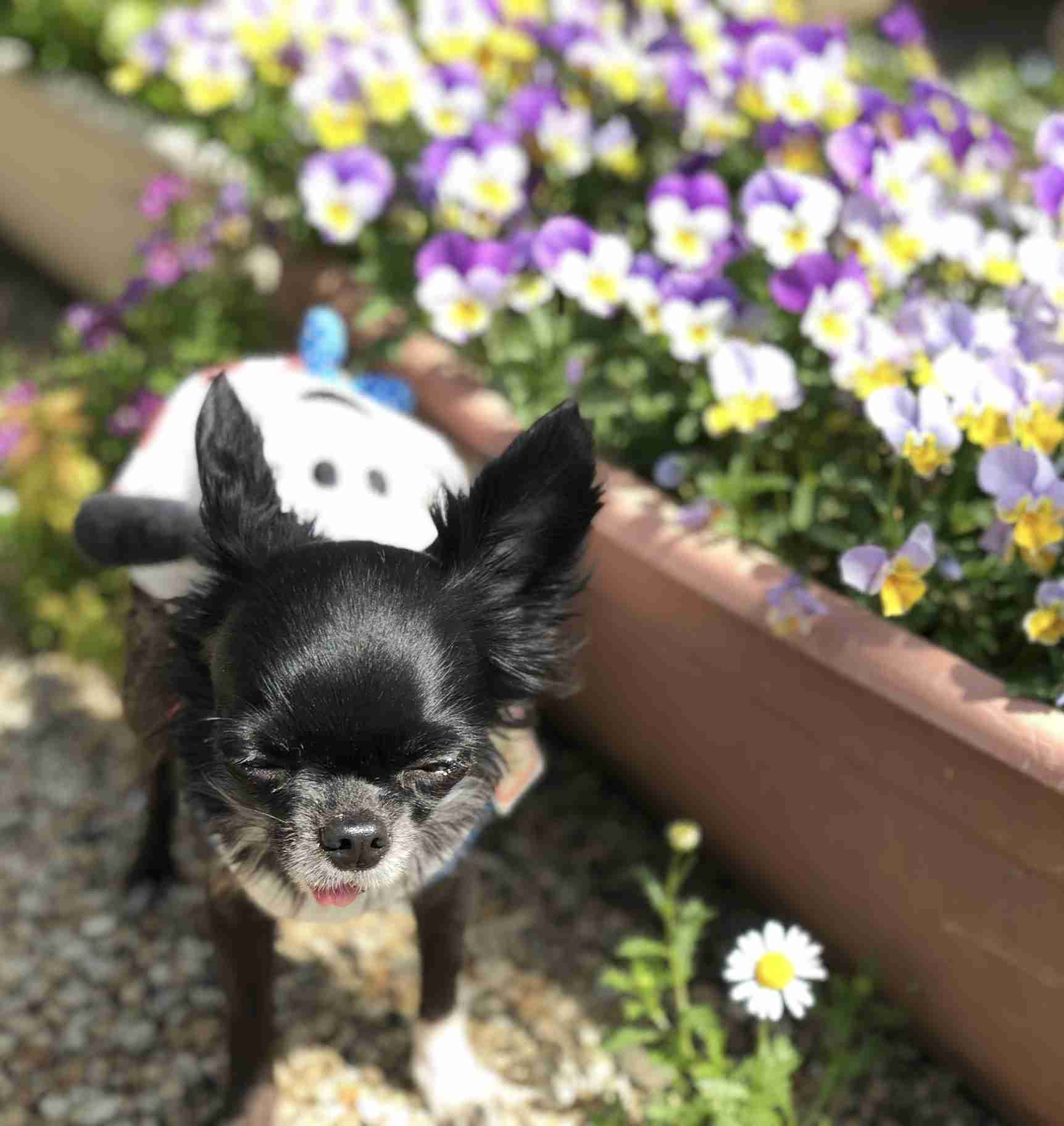 ブサイクに写っちゃった動物たち