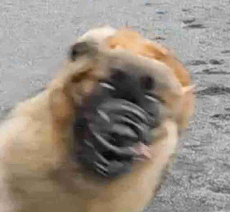 ブサイクに写っちゃった動物たち