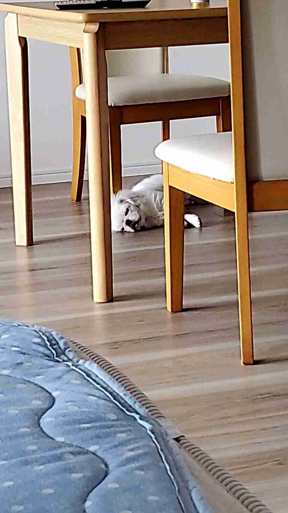 ブサイクに写っちゃった動物たち