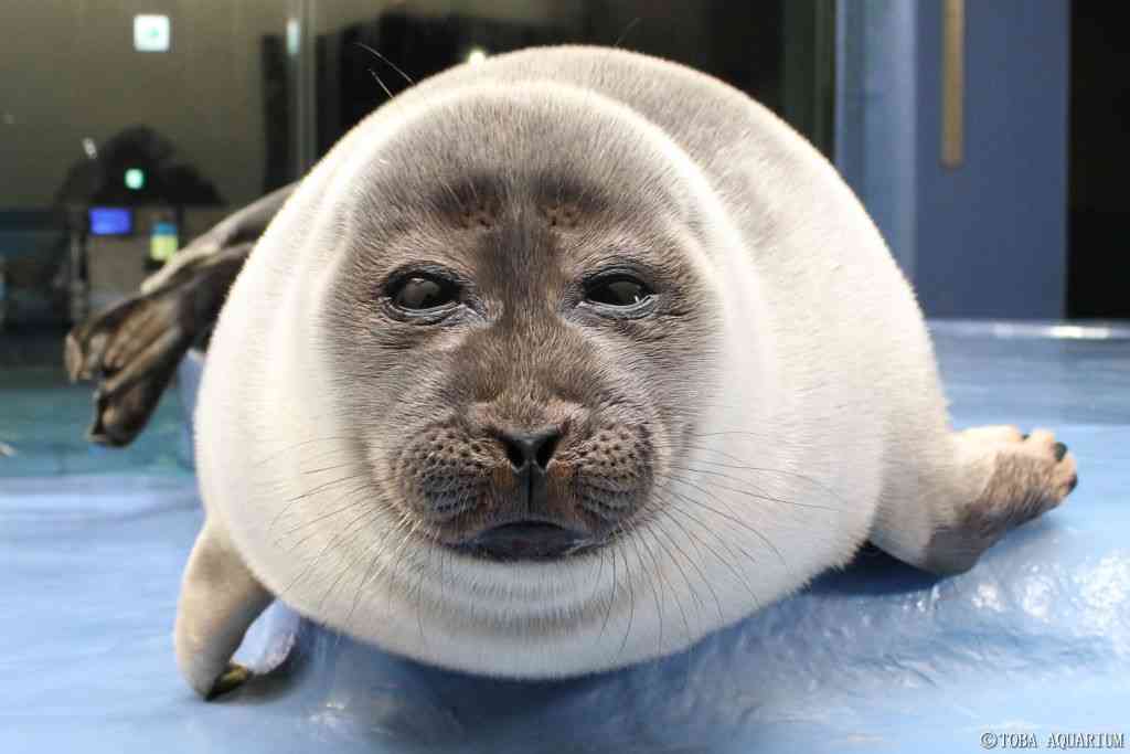 ブサイクに写っちゃった動物たち