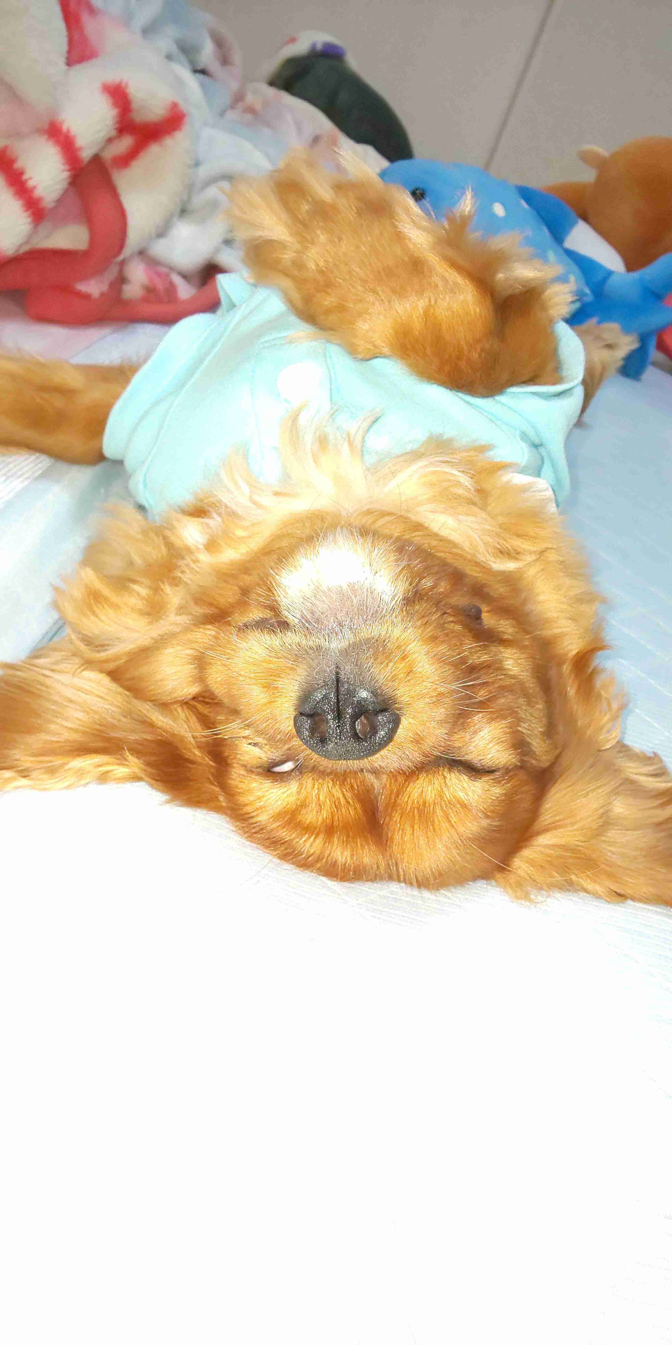 ブサイクに写っちゃった動物たち