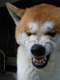 ブサイクに写っちゃった動物たち