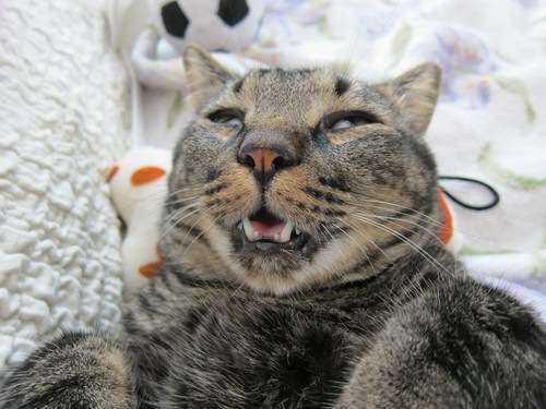 ブサイクに写っちゃった動物たち