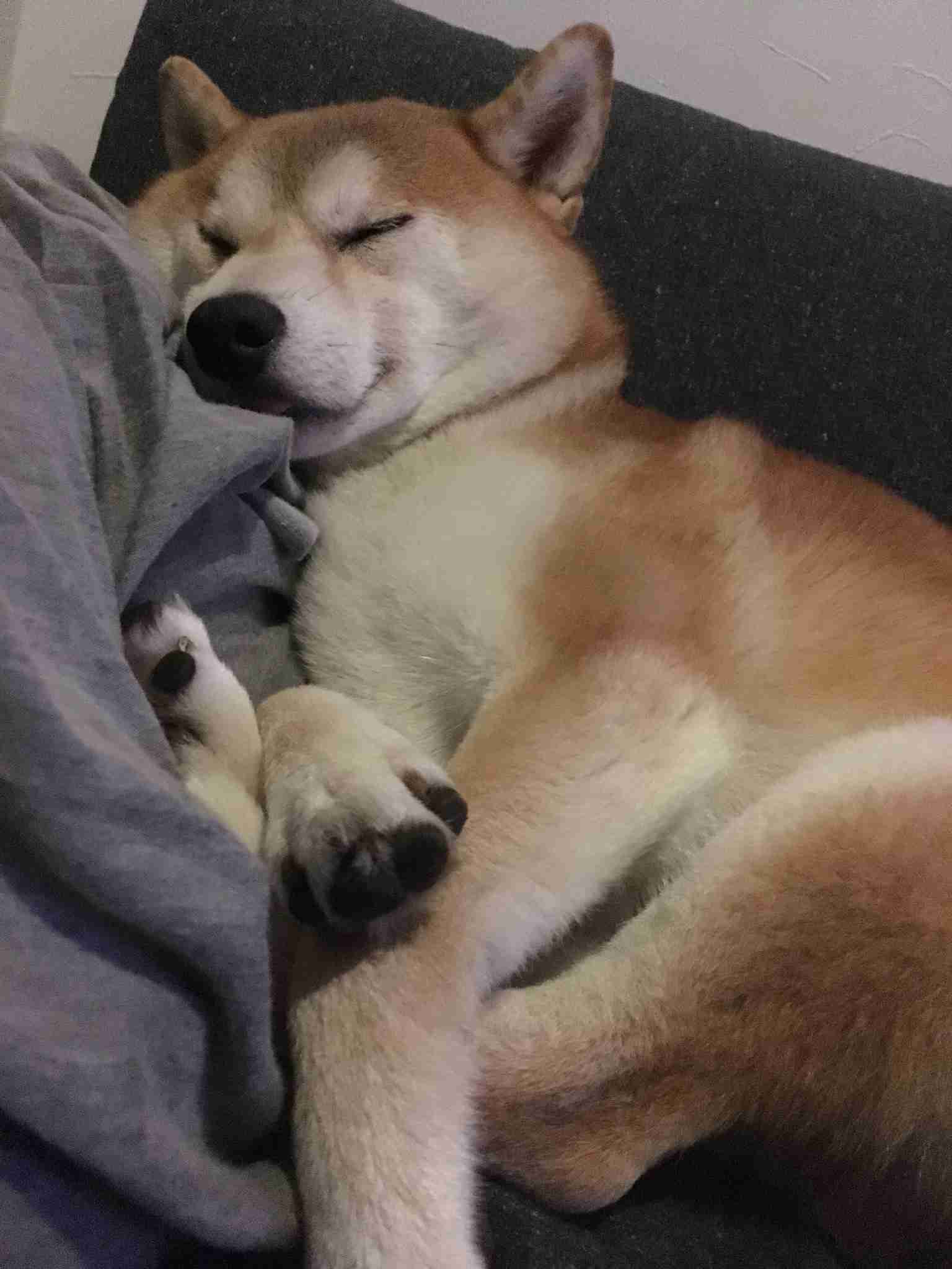 ブサイクに写っちゃった動物たち