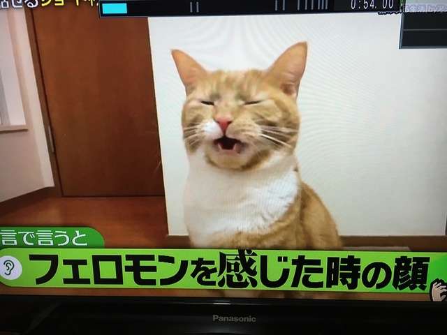 ブサイクに写っちゃった動物たち