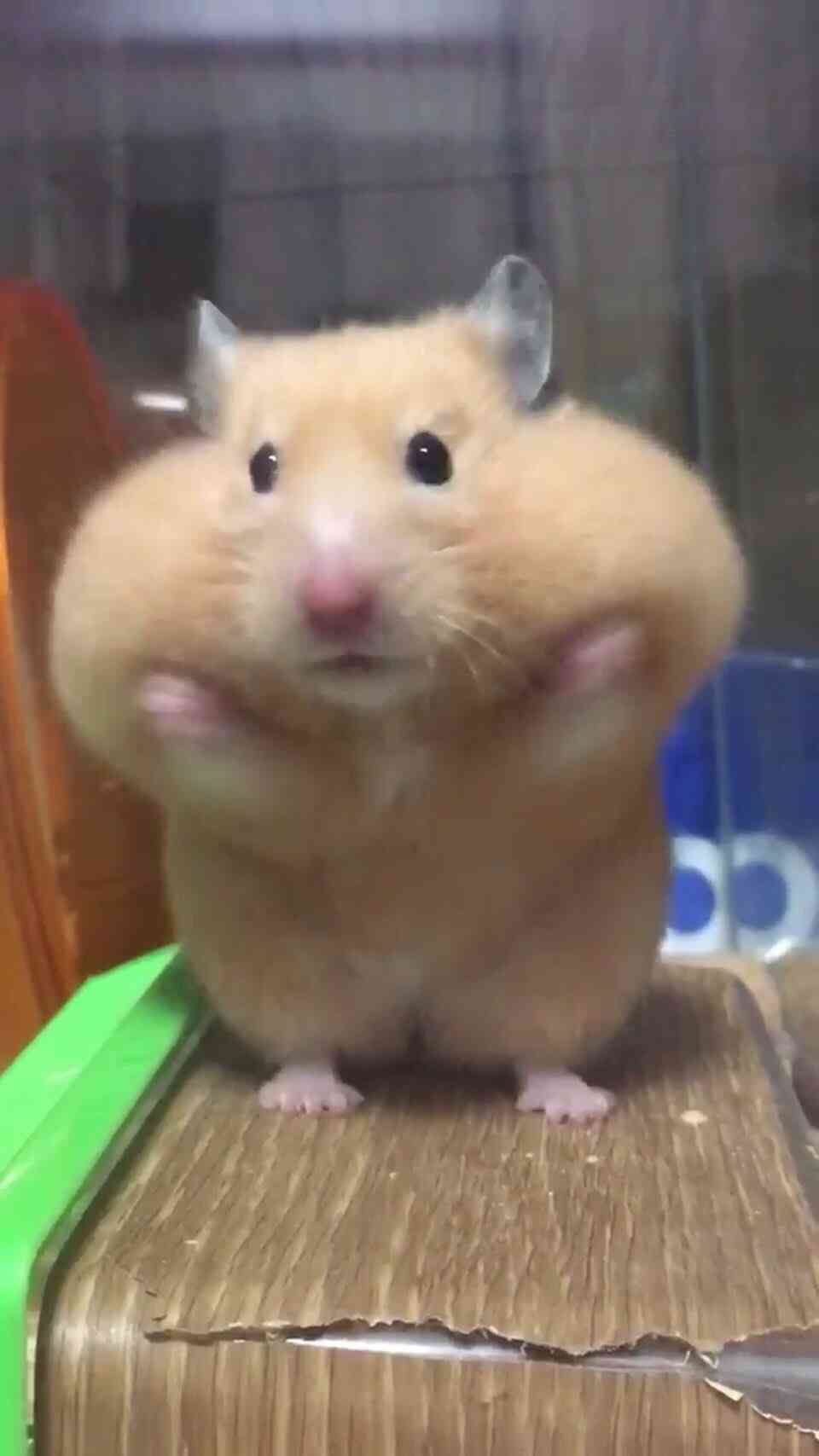 ブサイクに写っちゃった動物たち