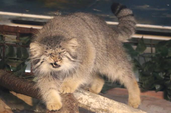 ブサイクに写っちゃった動物たち