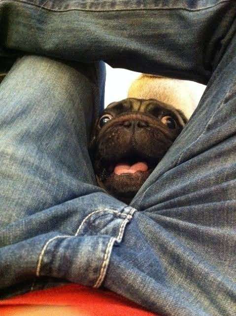 ブサイクに写っちゃった動物たち