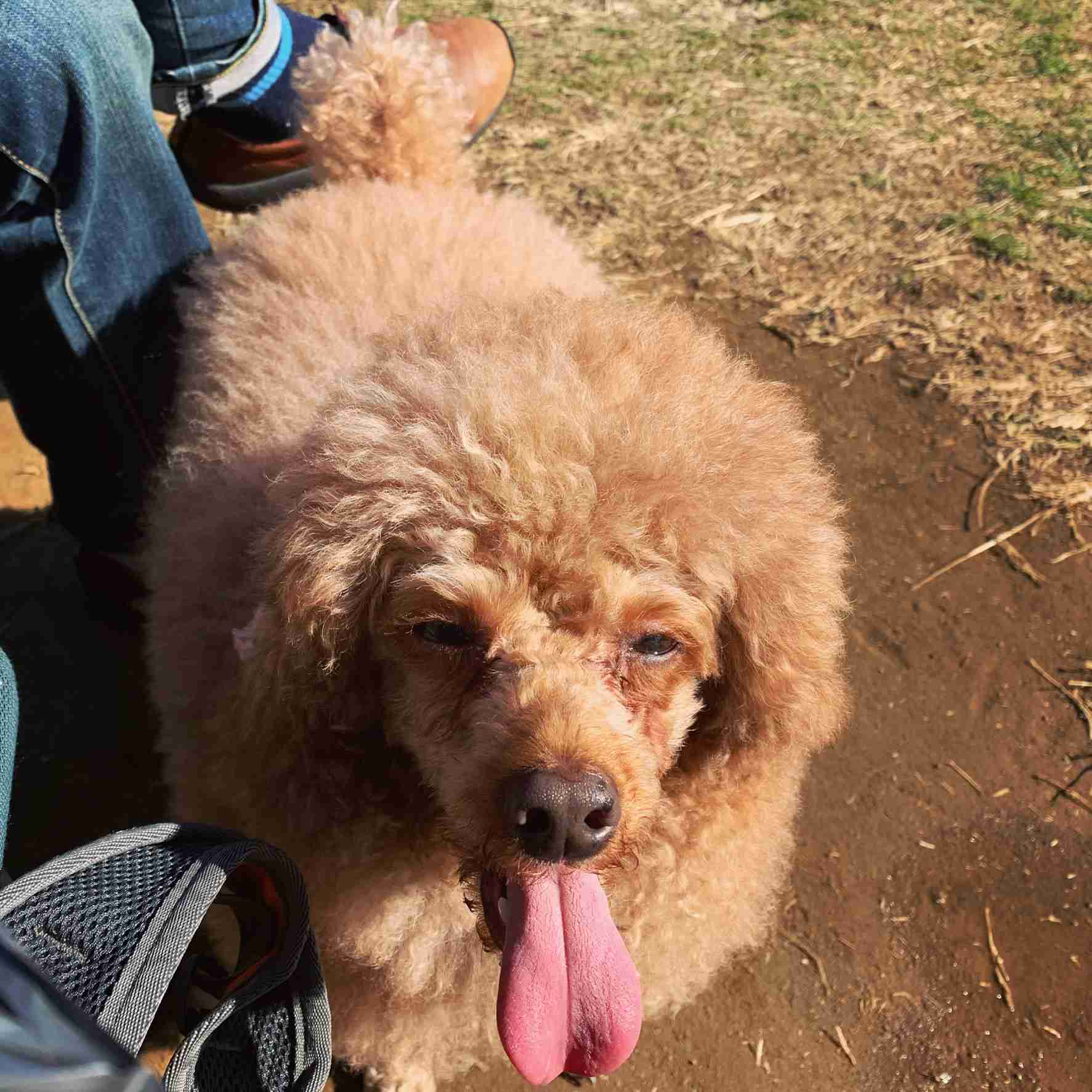 ブサイクに写っちゃった動物たち