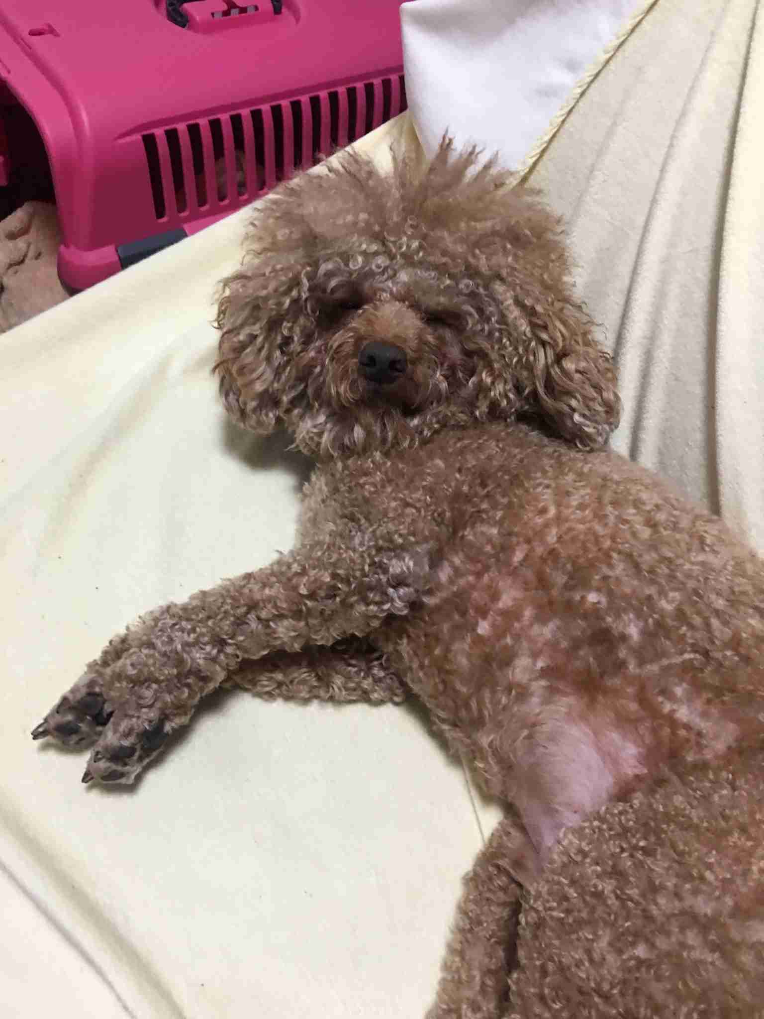 ブサイクに写っちゃった動物たち