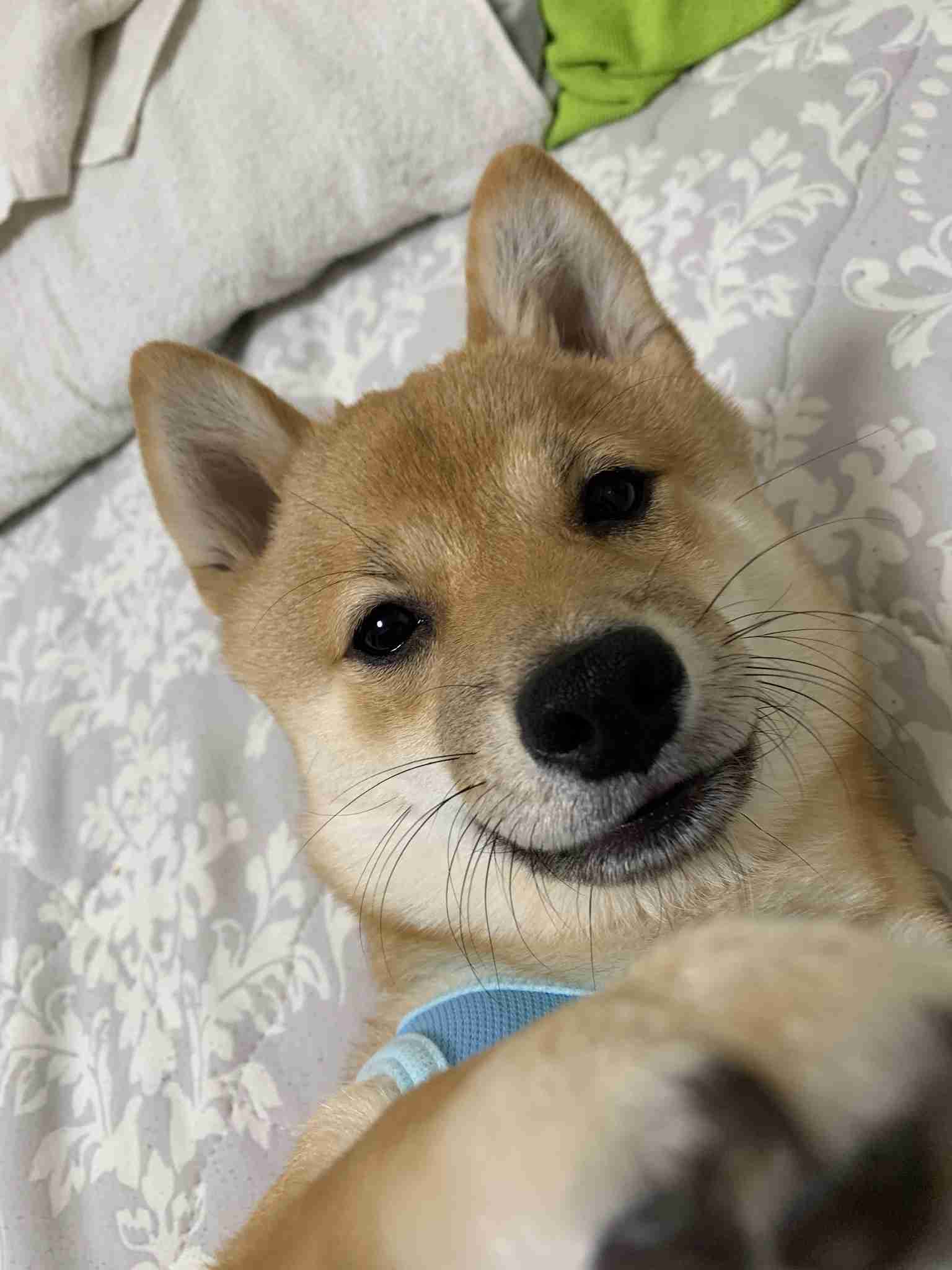 ブサイクに写っちゃった動物たち