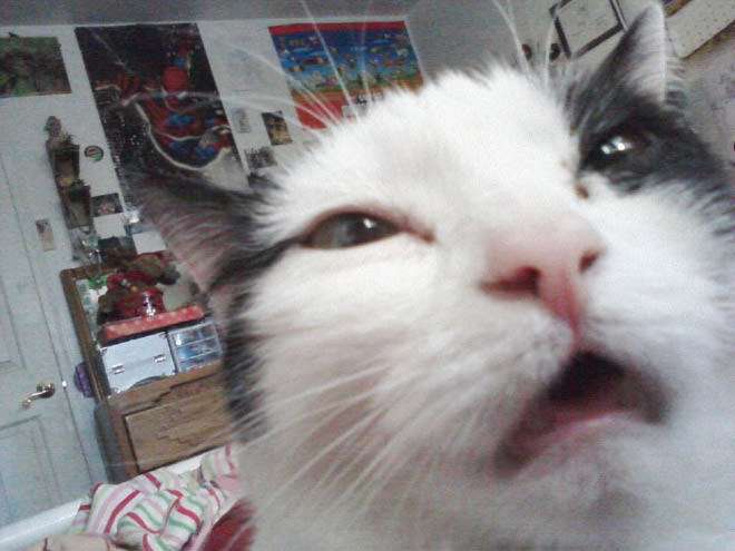 ブサイクに写っちゃった動物たち