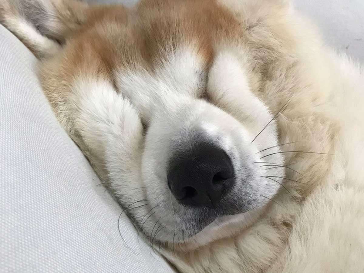 ブサイクに写っちゃった動物たち