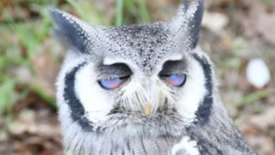 ブサイクに写っちゃった動物たち