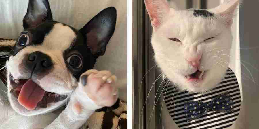 ブサイクに写っちゃった動物たち