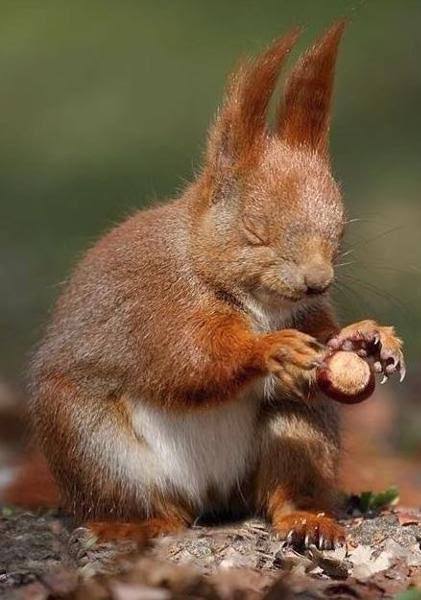 ブサイクに写っちゃった動物たち