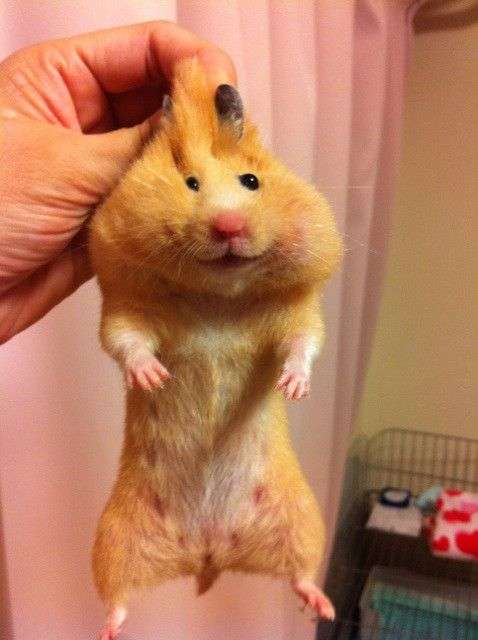 ブサイクに写っちゃった動物たち