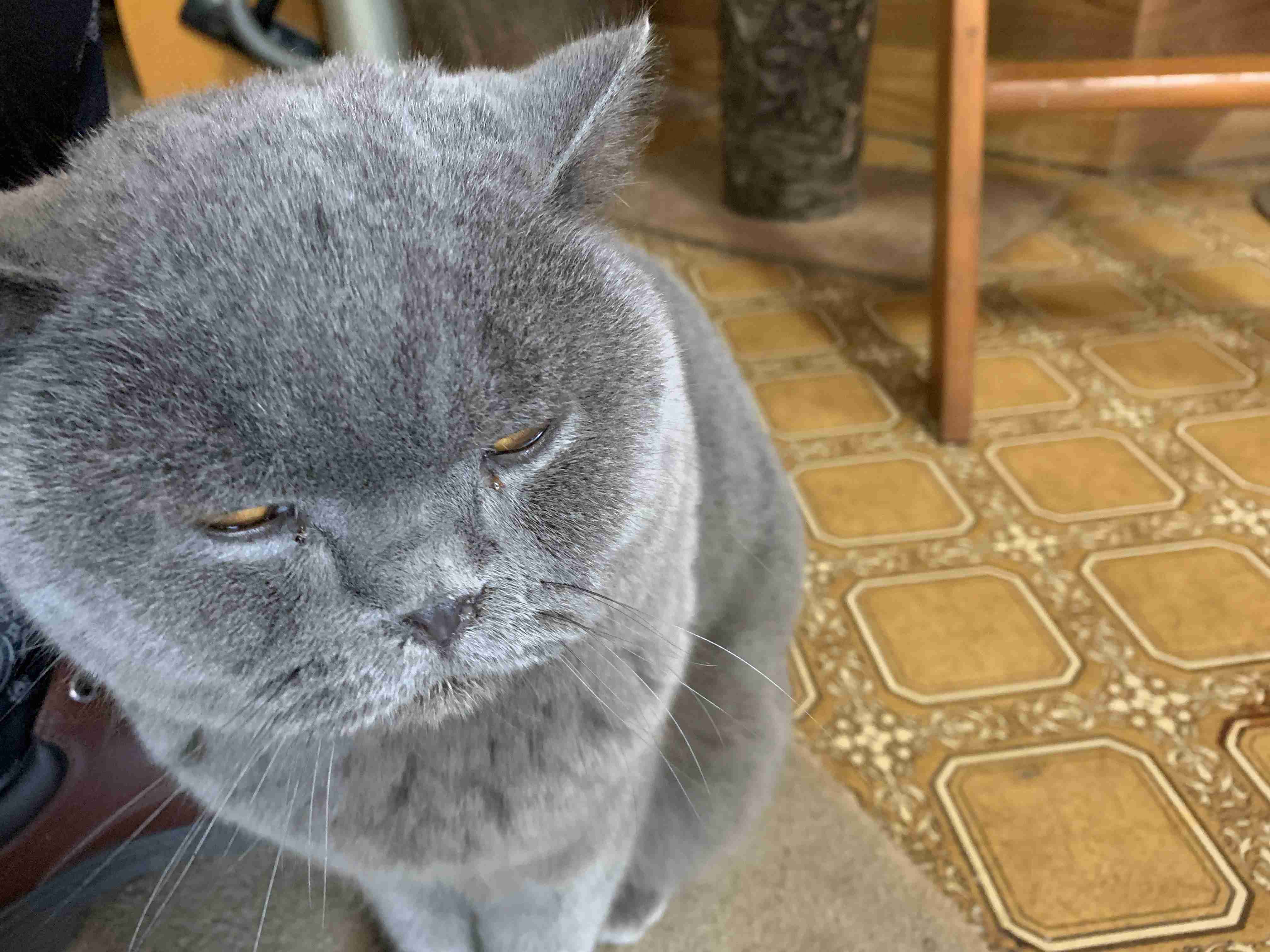 ブサイクに写っちゃった動物たち