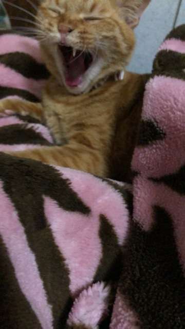 ブサイクに写っちゃった動物たち