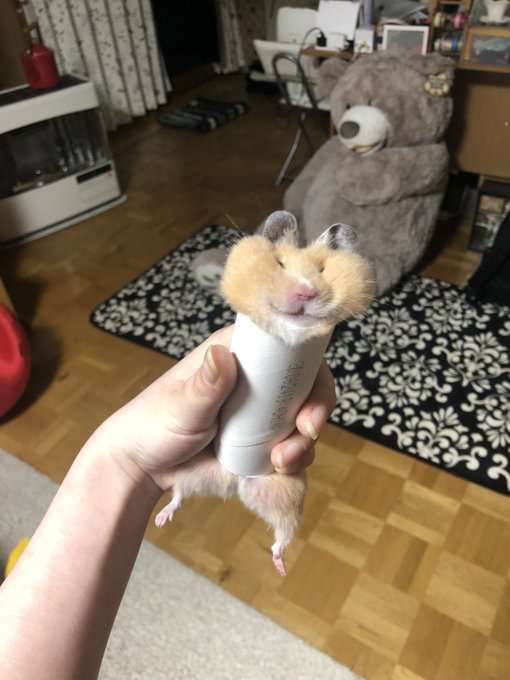 ブサイクに写っちゃった動物たち