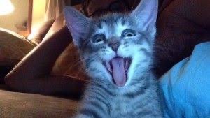 ブサイクに写っちゃった動物たち