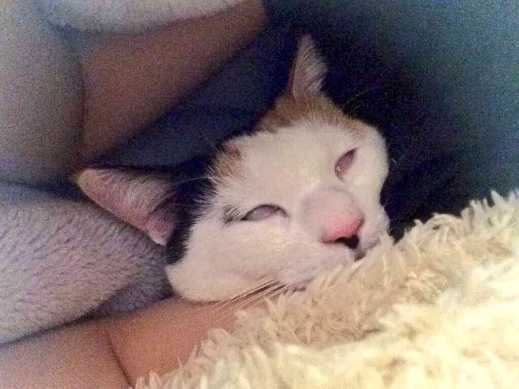 ブサイクに写っちゃった動物たち